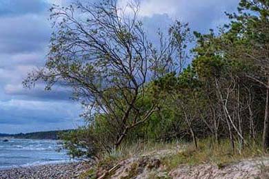 100 Thieves黑马之路持续，黑马uiue